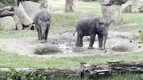 Two baby elephants explore the world. 4K Stock Footage 218161419