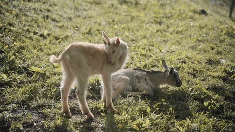Two baby goats Stock Footage 120144716