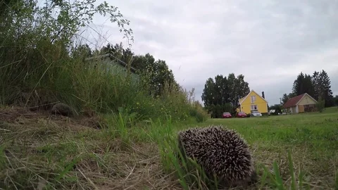 Two Baby Hedgehogs Moving Through Evening Grass Stock Footage 77903417