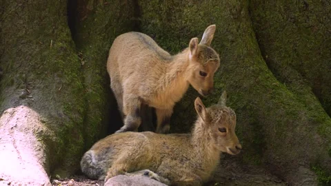 Two baby ibex resting  Video stock 263380891