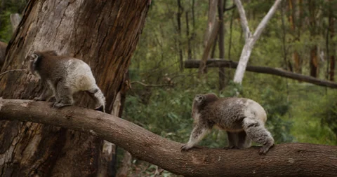 Two baby Koala bears walking slowly across a Gum tree branch Stock Footage 146521227