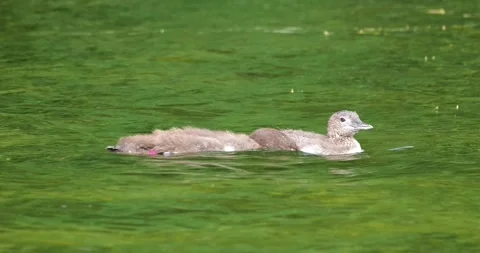 Two baby loons or chicks or loonettes swimming in Minnesota lake Stock Footage 290135574