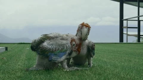 Two baby macaw playing Stock Footage 262898446