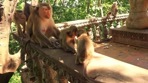 Two baby monkeys fighting over a banana ... | Stock Video | Pond5