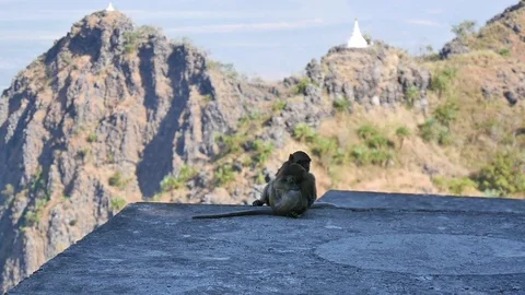Two baby monkeys fighting playfully on Mount Zwegabin, Hpa-an, Myanmar Stock Footage 74940290
