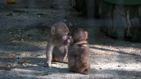 Two baby monkeys playing with each other in an open zoo on a sunny day in summer Stock Footage 138719603
