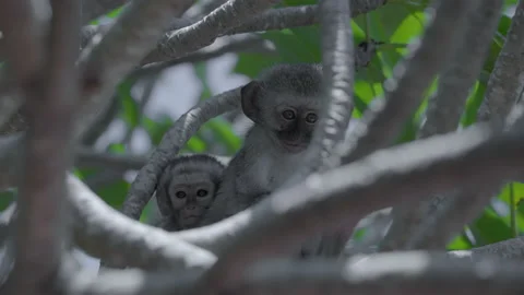 Two baby monkeys sitting in a tree. Stock Footage 170392469