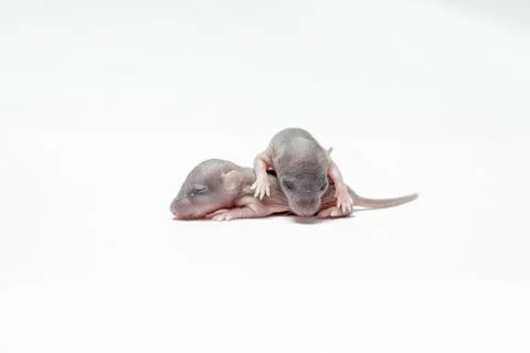 Two baby of a mouse Stock Photos