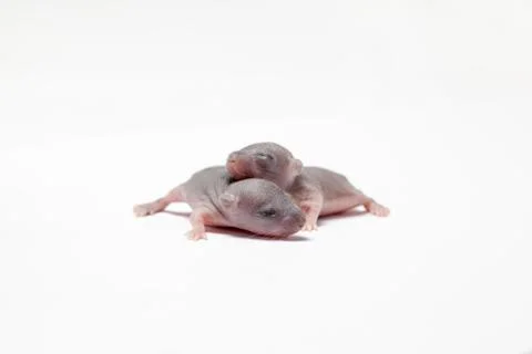 Two baby of a mouse Stock Photos