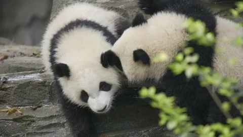Two baby panda playing on the ground Stock Footage 130833803