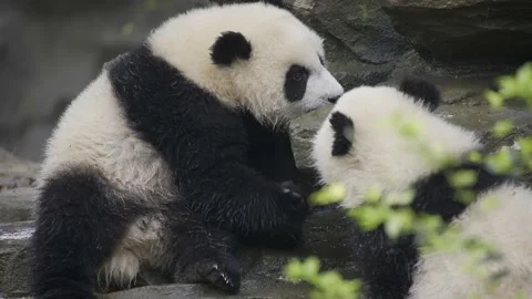 Two baby panda playing on the ground Stock-Footage 130833861