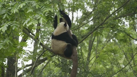 Two baby panda playing on the tree Stock Footage 130833530