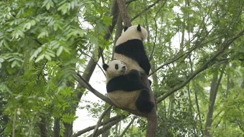 Two baby panda playing on the tree Stock Footage 130833541