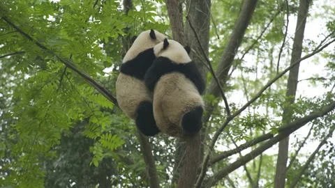 Two baby panda playing on the tree Stock Footage 130833546