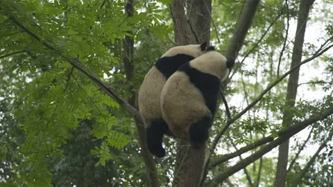 Two baby panda playing on the tree Stock Footage 130833553