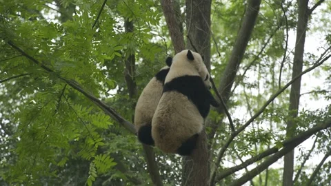 Two baby panda playing on the tree Stock Footage 130833559