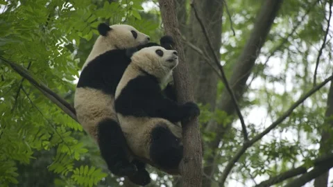 Two baby panda playing on the tree Stock Footage 130833569
