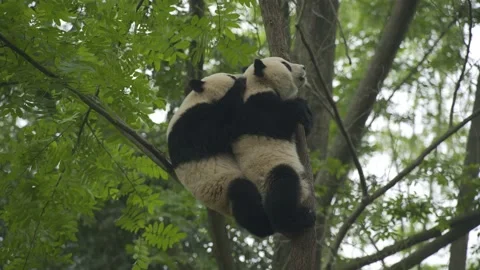 Two baby panda playing on the tree Stock Footage 130833584