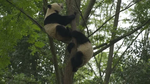 Two baby panda playing on the tree Stock Footage 130833620