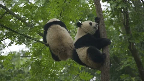 Two baby panda playing on the tree Stock Footage 130833644