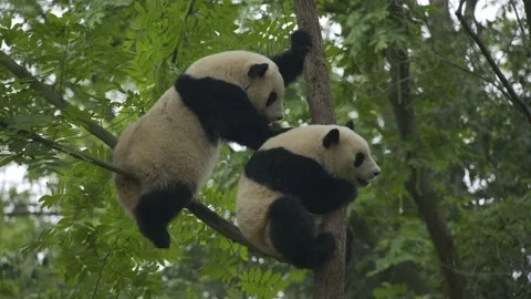 Two baby panda playing on the tree Stock Footage 130833665