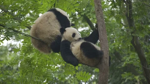 Two baby panda playing on the tree Stock Footage 130833684
