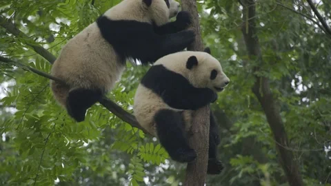 Two baby panda playing on the tree Stock Footage 130833693
