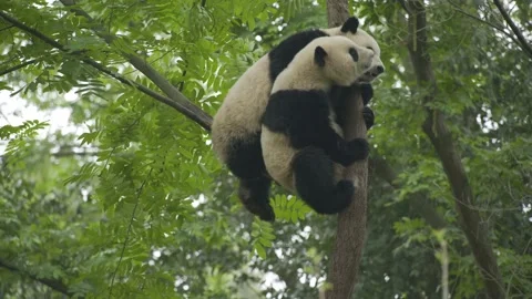 Two baby panda playing on the tree Stock Footage 130833714