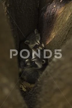 Two baby raccoon cubs in the fork of an oak tree Stock Photos