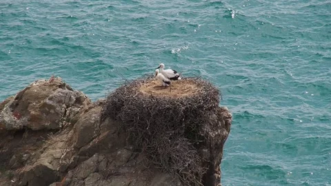 Two baby storks in a large stick nest built high on a rocky sea cliff. Unique Stock Footage 345047204