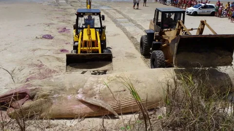 Two backhoes moving dead humpback whale stranded on beach with crowd ground Stock Footage 327883993