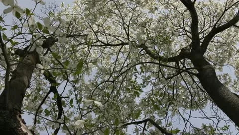Two backlit blooming dogwood trees - hd Stock Footage 11016915