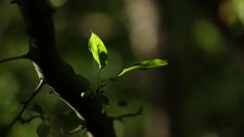 Two Backlit Green Leaves with Dark Background - Slow Motion - Shallow DOF Stock Footage 155730589