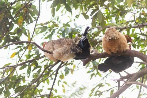 Two backyard hens perched on tree branch among green leaves in rural enviro.. Stock Photos
