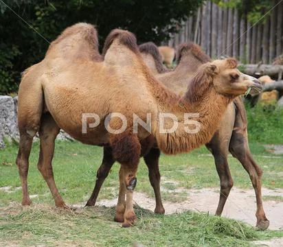 Two Bactrian camels with brown hair while eating Stock Photos
