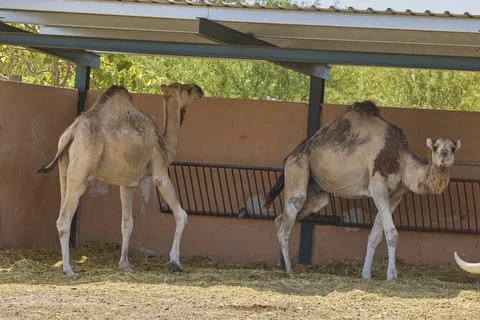 Two Bactrian camels standing inside shaded enclosure Stock Photos