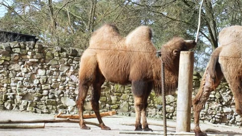 Two Bactrian camels as they amble through the zoo enclosure their gentle Stock Footage 270981557