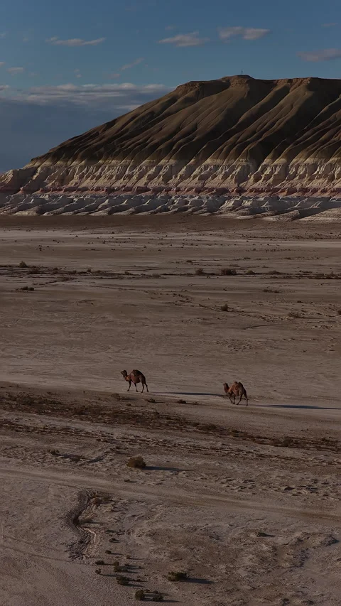 Two bactrian camels walking through a vast desert landscape, Bokty mountain Stock Footage 322826345