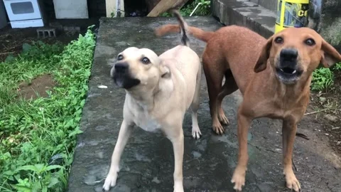 Two bad dogs attacking Stock Footage 263494020