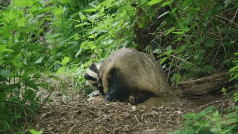 Two badgers in front of their sett Stock Footage 273821895