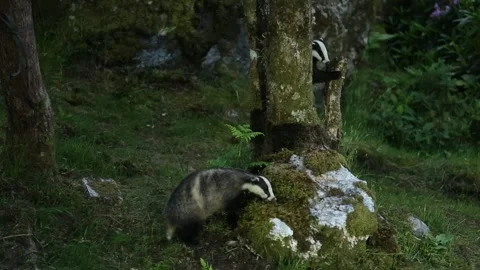 Two Badgers (Meles meles) foraging for food in woodland. Vidéo 140452743