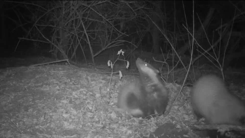 Two badgers in the woods at night Stock Footage 267596991