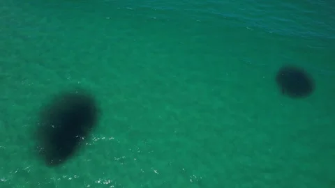 Two Bait Balls And Sharks In The Ocean In NSW, Australia - Drone Shot Video stock 331033665