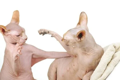 Two bald cats playing Stock Photos
