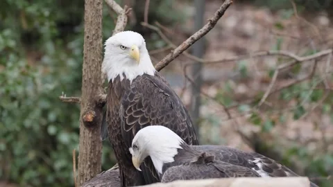 Two bald eagle Stock Footage 330054990