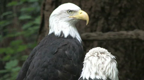 Two Bald Eagles on Branch 3 Stock Footage