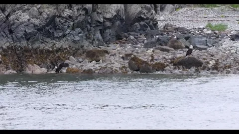 Two Bald Eagles Feeding Along a Wild Rocky Beach Stock Footage 337515453