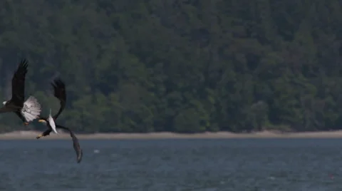 Two Bald Eagles In Flight Fight Over a Small Fish Vidéo 64301521