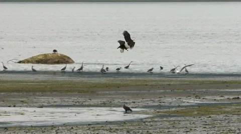 Two Bald Eagles In Flight, Fly, Flying Stock-Footage 64410812