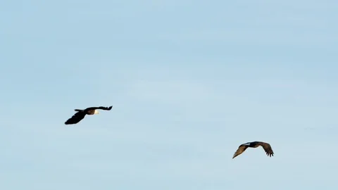 Two Bald Eagles In Flight Stock-Footage 119130415